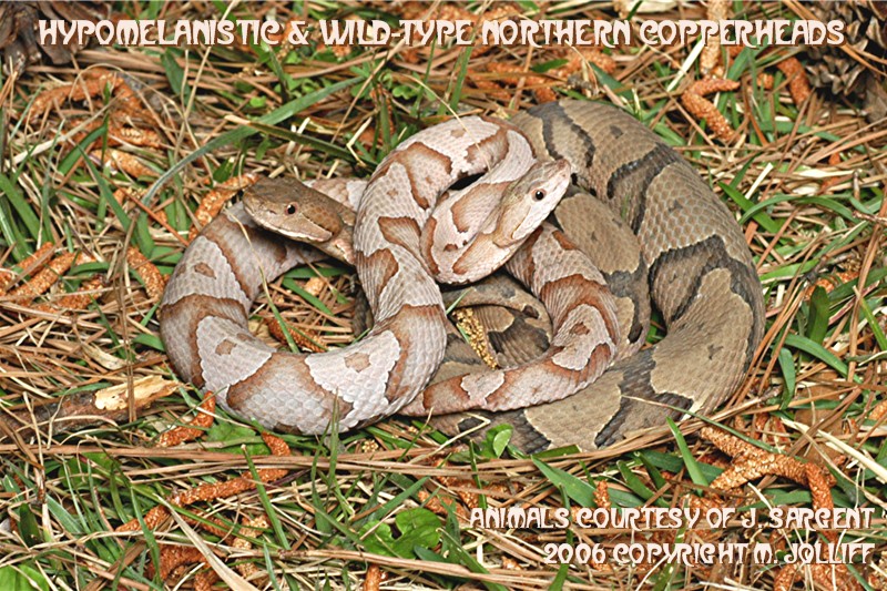 Hypo. & WT N. Copper (out).jpg [244 Kb]